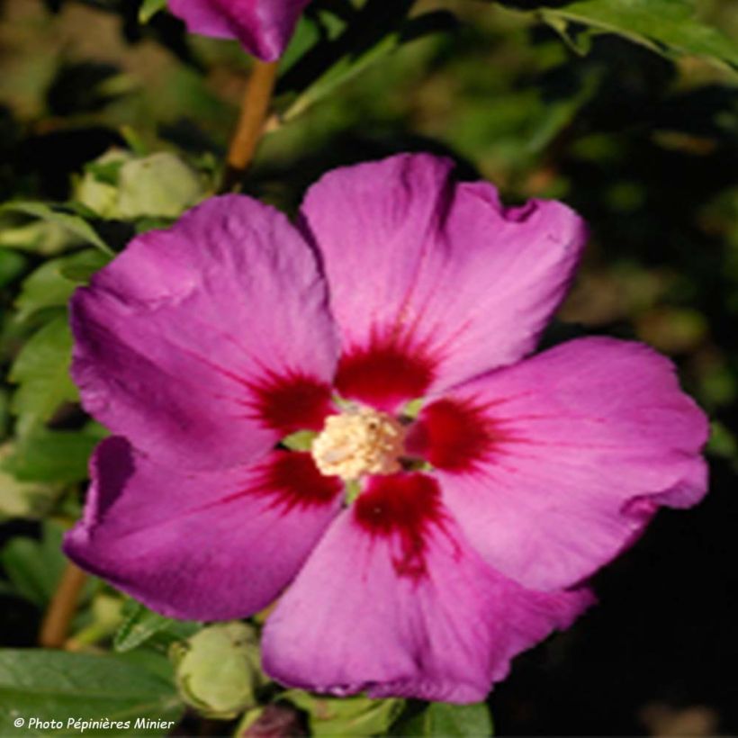 Hibisco-da-síria Russian Violet (II) - Hibiscus syriacus (Floração)