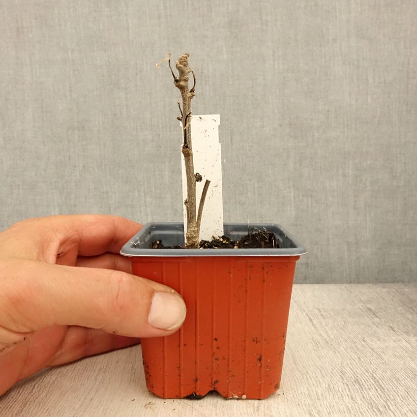 Amostra de Hibiscus syriacus Admiral Dewey - Althéa blanc double Vaso de 8/9 cm tal como entregue na primavera