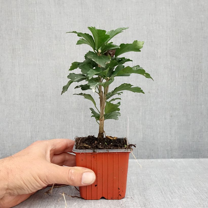 Amostra de Hibisco-da-síria Ardens - Hibiscus syriacus Vaso de 8/9 cm tal como entregue no outono