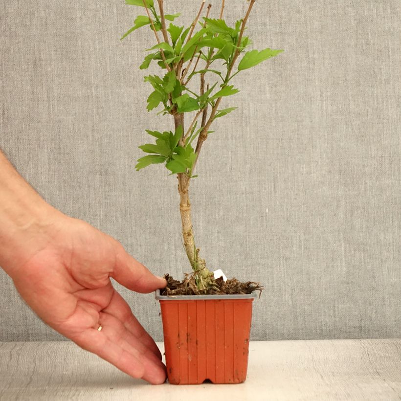 Amostra de Hibisco-da-síria Ardens - Hibiscus syriacus Vaso de 8/9 cm tal como entregue no verão