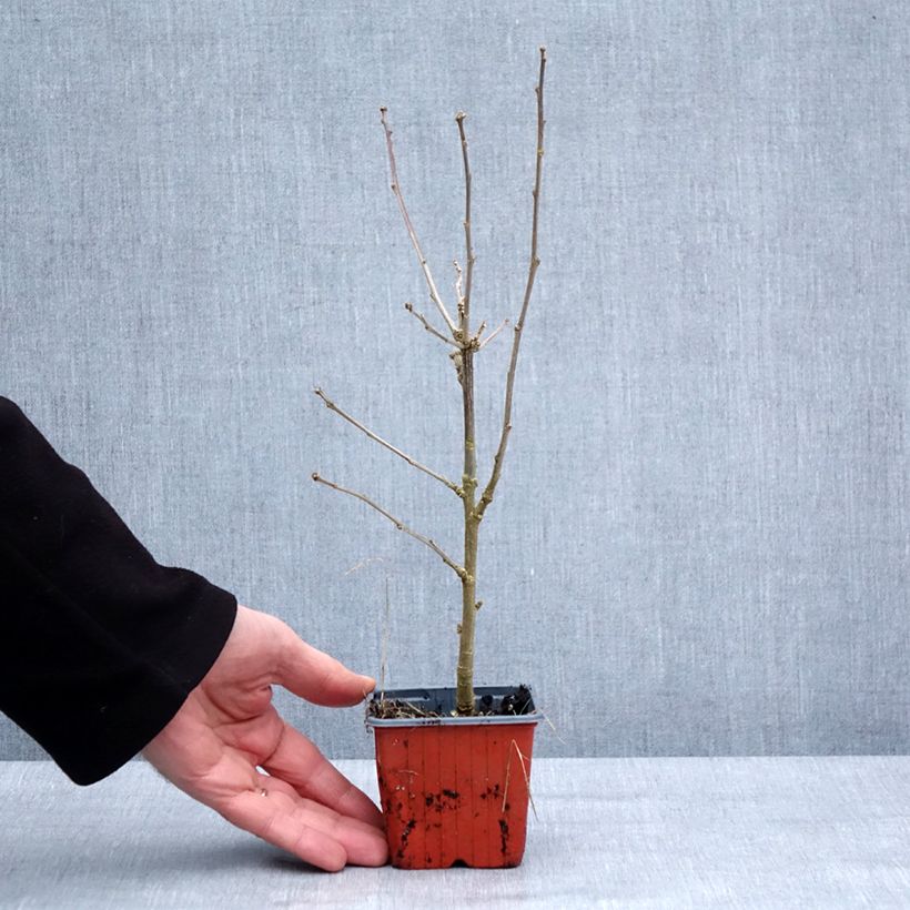 Amostra de Hibisco-da-síria Ardens - Hibiscus syriacus Vaso de 8/9 cm tal como entregue no inverno