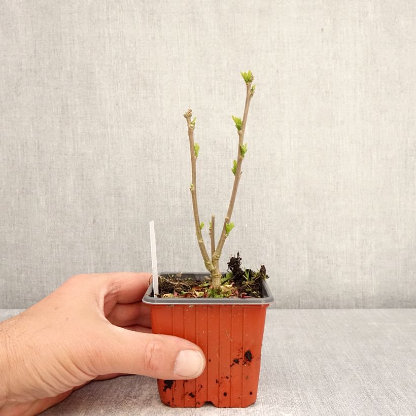 Amostra de Hibisco-da-síria Ardens - Hibiscus syriacus Vaso de 8/9 cm tal como entregue na primavera