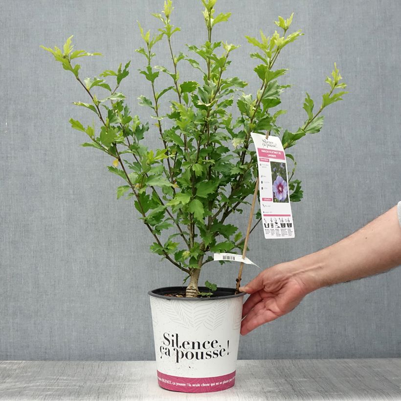 Amostra de Hibisco-da-síria B'twist Lavender - Hibiscus syriacus Vaso de 4 L/5 L tal como entregue no verão