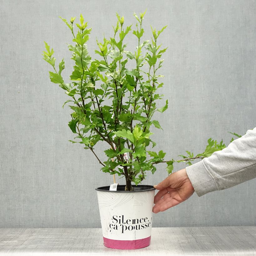 Amostra de Hibisco-da-síria B'twist Lavender - Hibiscus syriacus Vaso de 4 L/5 L tal como entregue na primavera