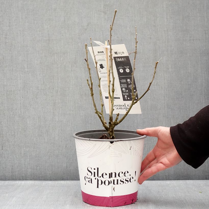 Amostra de Hibisco-da-síria Beautifull Cobalt - Hibiscus syriacus Vaso de 4 L/5 L tal como entregue no inverno