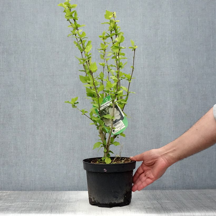 Amostra de Hibisco-da-síria Diana - Hibiscus syriacus Vaso de 3 L/4 L tal como entregue no verão
