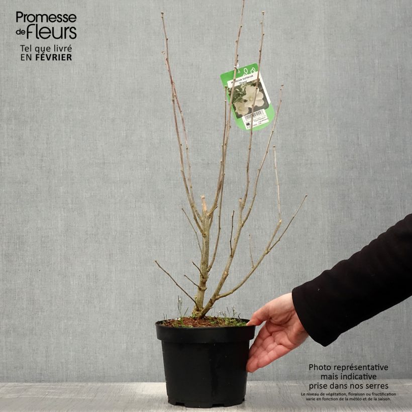 Amostra de Hibisco-da-síria Diana - Hibiscus syriacus Vaso de 3 L/4 L tal como entregue no inverno