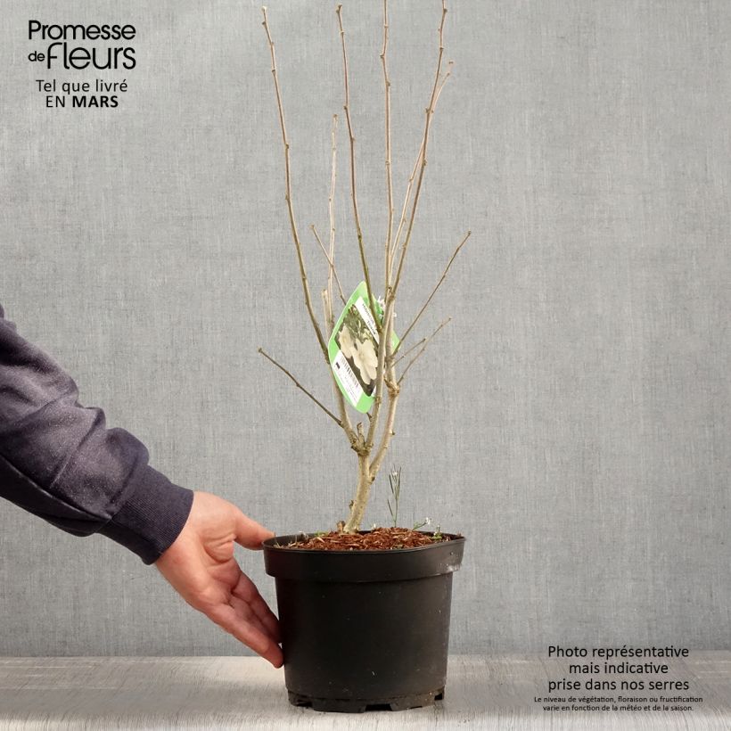 Amostra de Hibisco-da-síria Diana - Hibiscus syriacus Vaso de 3 L/4 L tal como entregue na primavera