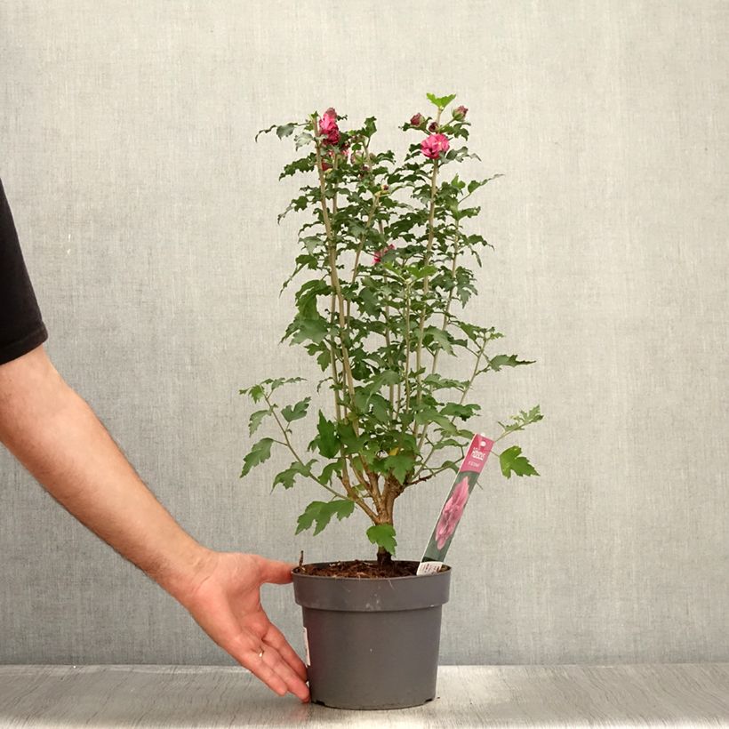 Amostra de Hibisco-da-síria Duc de Brabant - Hibiscus syriacus Vaso de 3 L/4 L tal como entregue no verão