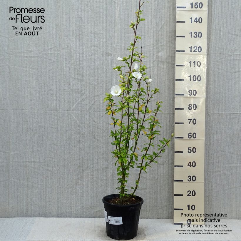 Amostra de Hibisco-da-síria Eléonore - Hibiscus syriacus Vaso de 7,5 L/10 L tal como entregue no verão