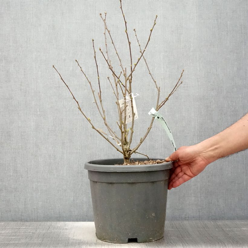 Amostra de Hibisco-da-síria Eléonore - Hibiscus syriacus Vaso de 7,5 L/10 L tal como entregue na primavera