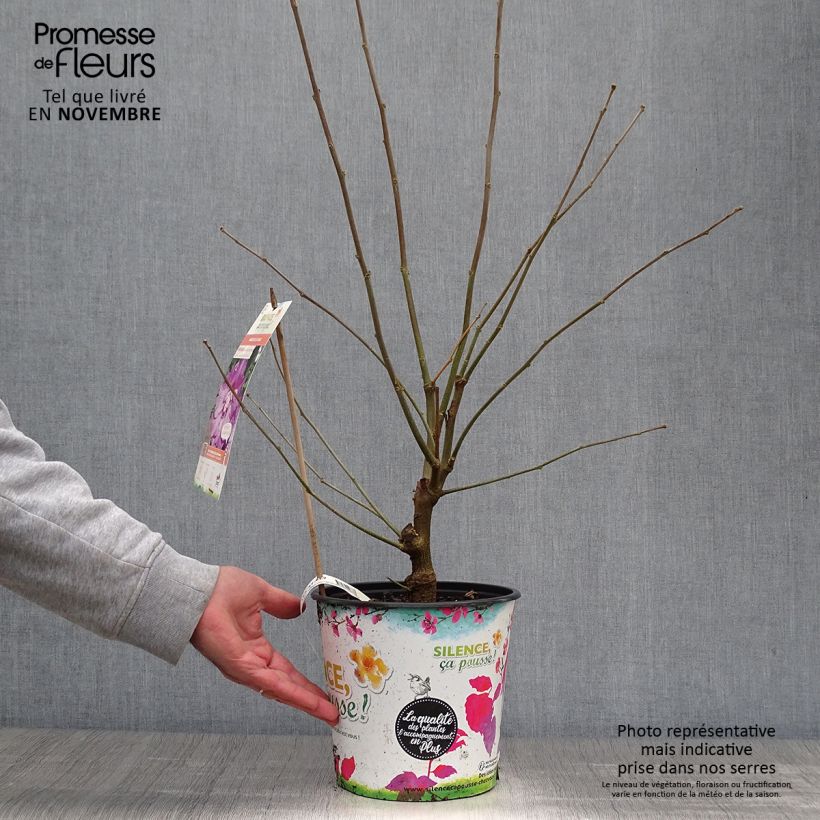 Amostra de Hibisco-da-síria Eruption - Hibiscus syriacus Vaso de 4 L/5 L tal como entregue no outono