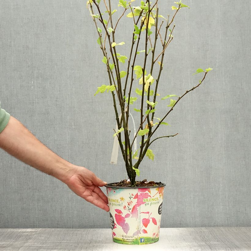 Amostra de Hibisco-da-síria Eruption - Hibiscus syriacus Vaso de 4 L/5 L tal como entregue no verão