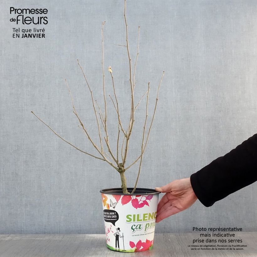 Amostra de Hibiscus syriacus Eruption - Althéa ou mauve en arbre Vaso de 4 L/5 L tal como entregue no inverno