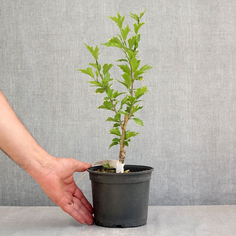 Amostra de Hibisco-da-síria Flower Tower Purple - Hibiscus syriacus Vaso de 1,5 L/2 L tal como entregue na primavera