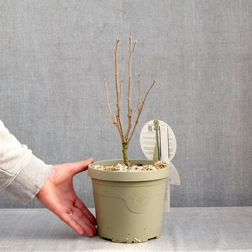 Amostra de Hibisco-da-síria Flower Tower Purple - Hibiscus syriacus Vaso de 3 L/4 L tal como entregue no inverno