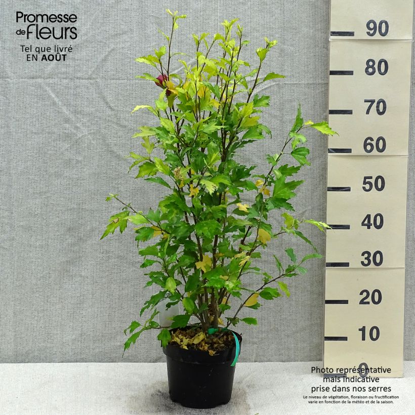 Amostra de Hibisco-da-síria Flower Tower Ruby - Hibiscus syriacus Vaso de 2 L/3 L tal como entregue no verão