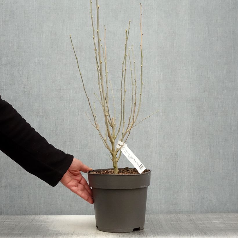 Amostra de Hibisco-da-síria Flower Tower Ruby - Hibiscus syriacus Vaso de 2 L/3 L tal como entregue na primavera