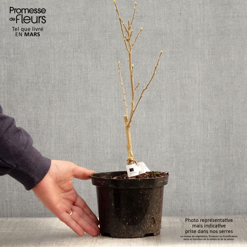 Amostra de Hibisco-da-síria Flower Tower White - Hibiscus syriacus Vaso de 1,5 L/2 L tal como entregue na primavera