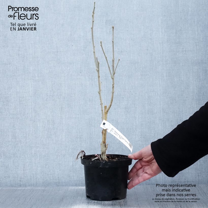 Amostra de Hibiscus syriacus Flower Tower White - Althea blanc Vaso de 1,5 L/2 L tal como entregue no inverno