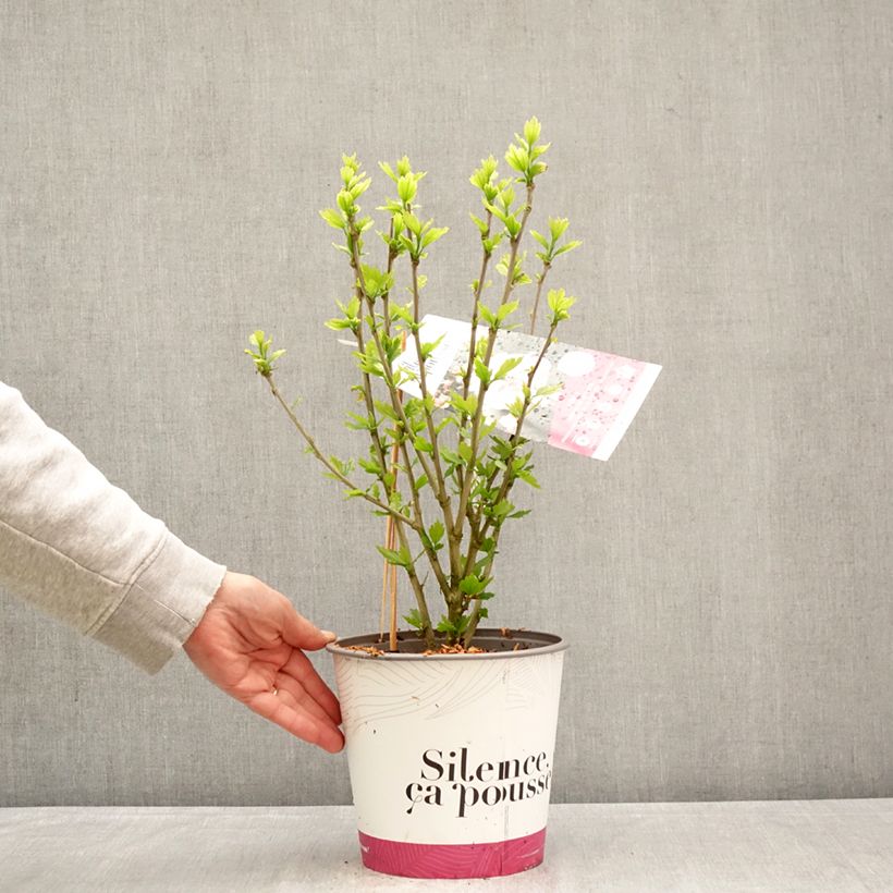 Amostra de Hibisco-da-síria French Cabaret Pink - Hibiscus syriacus Vaso de 4 L/5 L tal como entregue na primavera