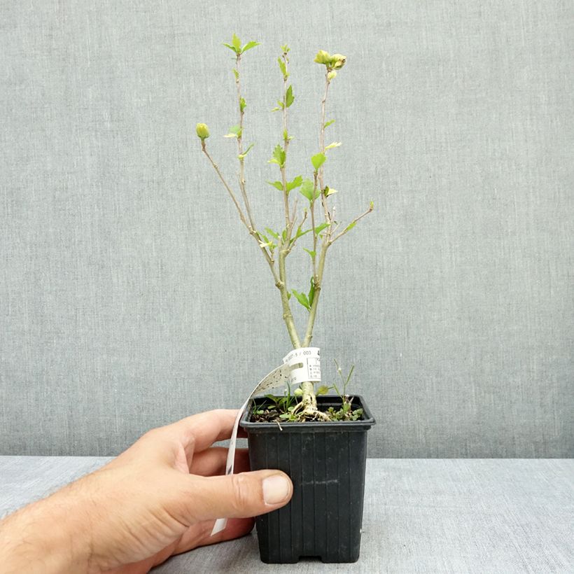 Amostra de Hibisco-da-síria French Cabaret White - Hibiscus syriacus Vaso de 8/9 cm tal como entregue no verão