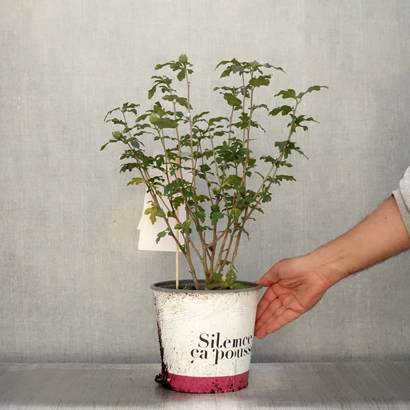 Amostra de Hibisco-da-síria French Point - Hibiscus syriacus Vaso de 4 L/5 L tal como entregue no outono