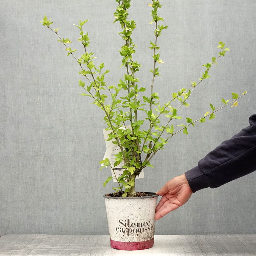 Amostra de Hibisco-da-síria French Point - Hibiscus syriacus Vaso de 4 L/5 L tal como entregue no verão