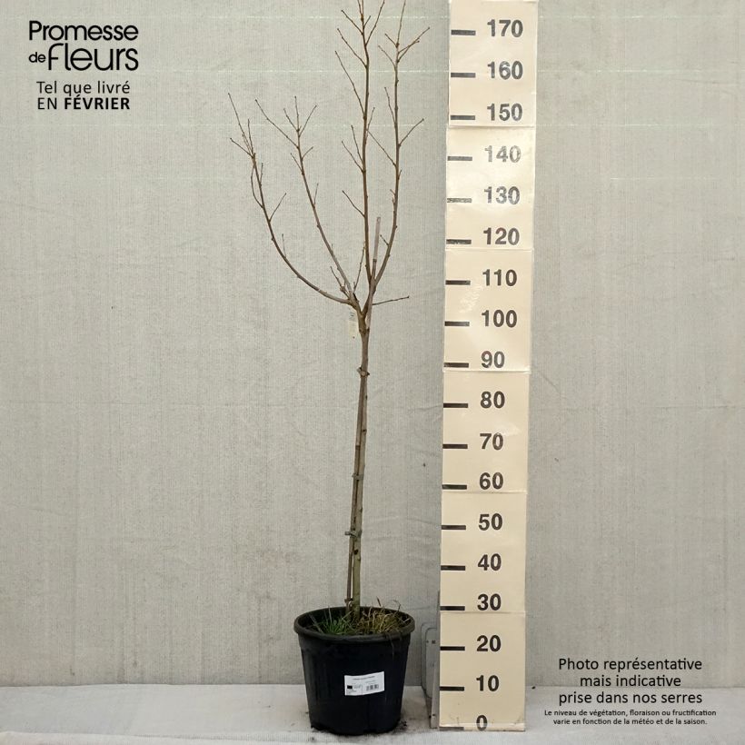 Amostra de Hibiscus syriacus Hamabo - Althéa ou mauve en arbre Vaso de 7,5 L/10 L tal como entregue no inverno