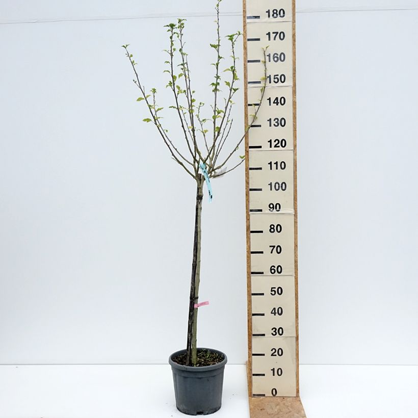 Amostra de Hibisco-da-síria Hamabo - Hibiscus syriacus Vaso de 7,5 L/10 L, Meia haste tal como entregue no verão