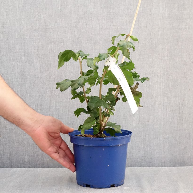Amostra de Hibisco-da-síria Branco - Hibiscus syriacus Vaso de 3 L/4 L tal como entregue no outono