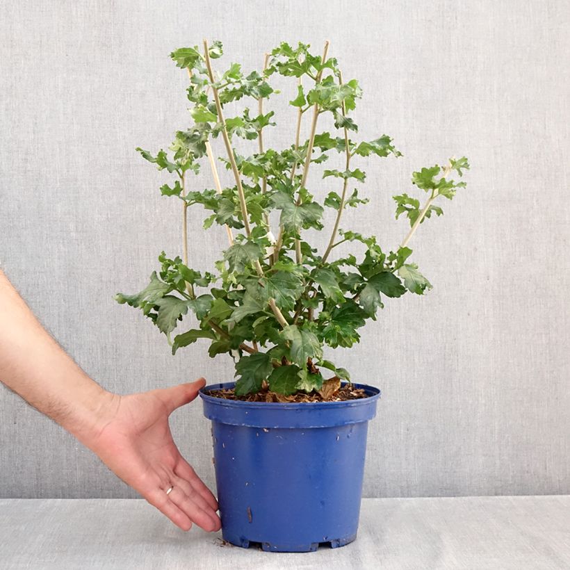 Amostra de Hibisco-da-síria Cocktail - Hibiscus syriacus Vaso de 3 L/4 L tal como entregue no outono