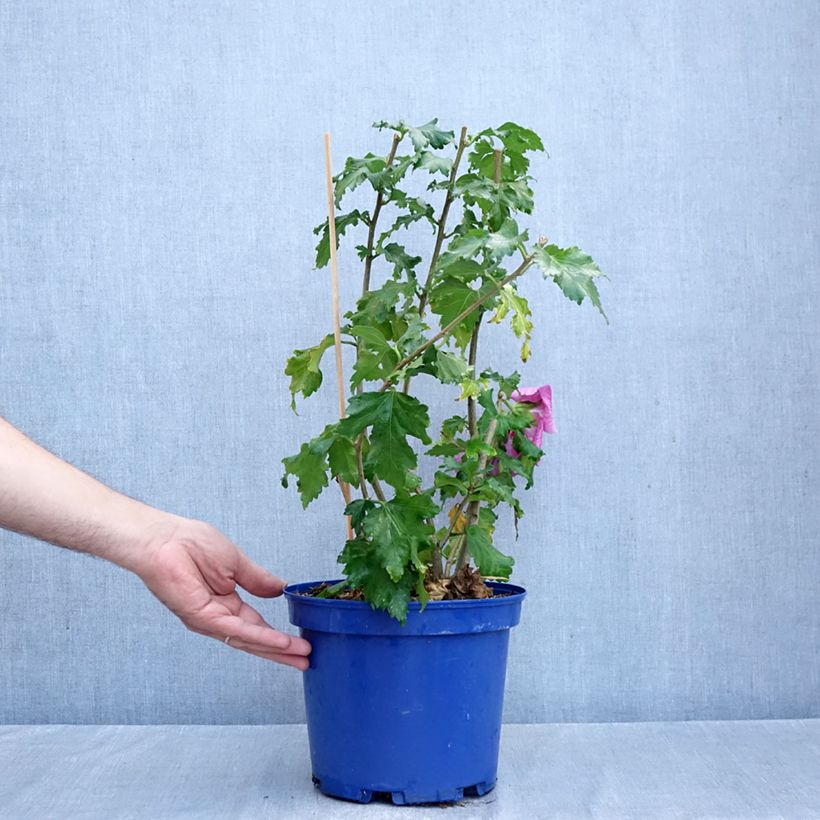 Amostra de Hibisco-da-síria Hibisa Rosada - Hibiscus syriacus Vaso de 3 L/4 L tal como entregue no outono