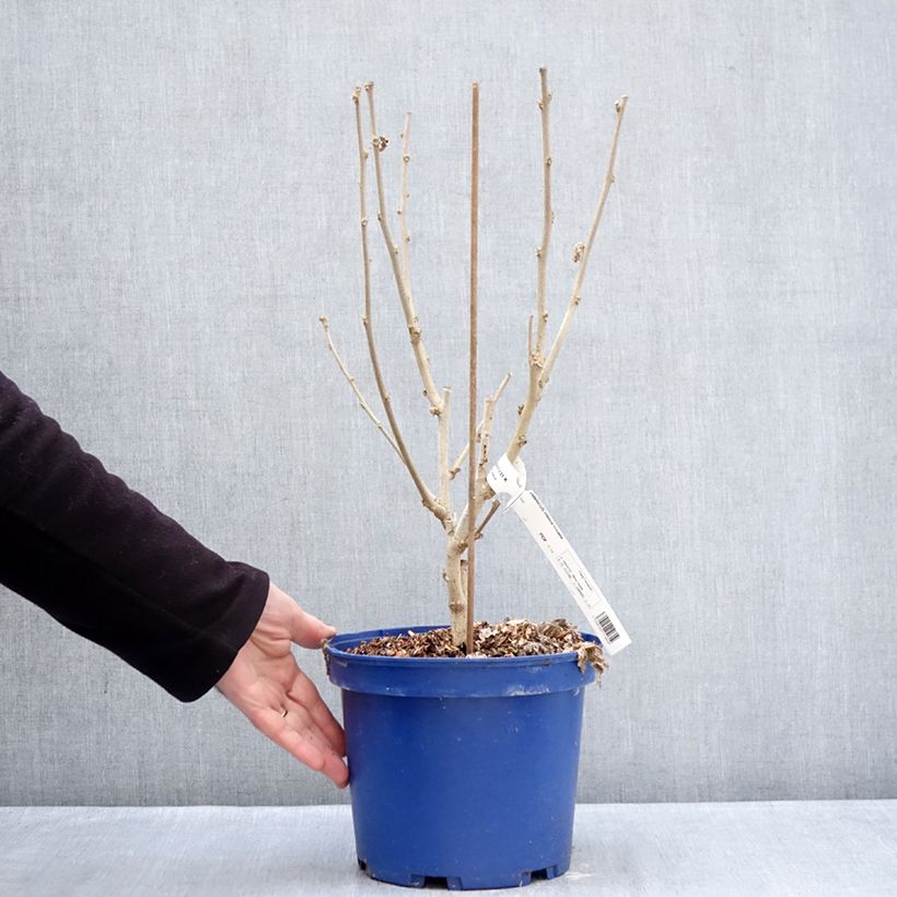 Amostra de Hibiscus syriacus Hibisa Rosada - Althéa Vaso de 3 L/4 L tal como entregue no inverno