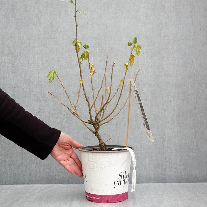 Amostra de Hibiscus syriacus Igloo - Althéa double Pot de 4L/5L tal como entregue no outono