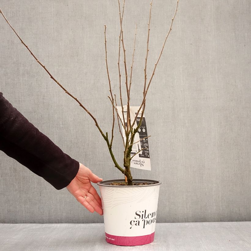 Amostra de Hibisco-da-síria Igloo - Hibiscus syriacus Vaso de 4 L/5 L tal como entregue no inverno