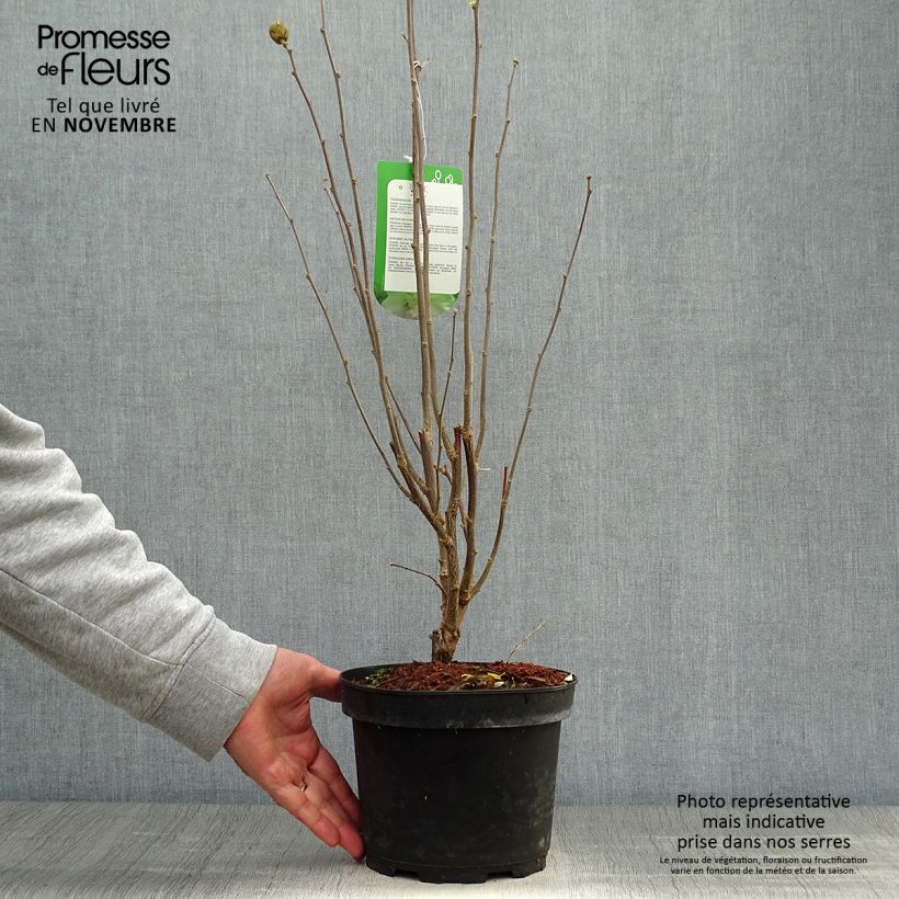 Amostra de Hibisco-da-síria Lady Stanley - Hibiscus syriacus Vaso de 3 L/4 L tal como entregue no outono