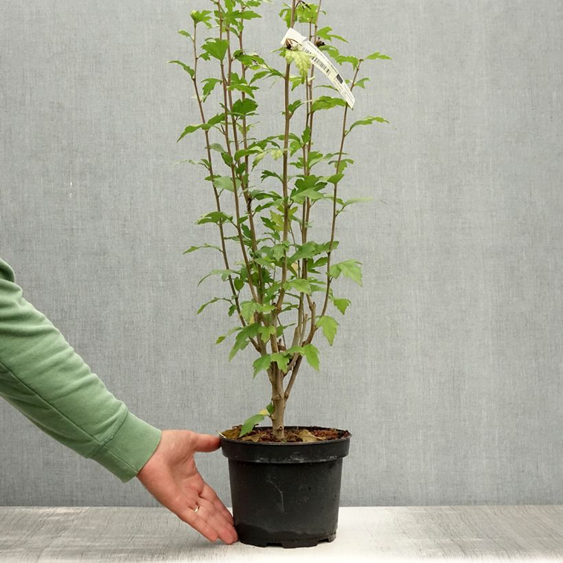 Amostra de Hibisco-da-síria Lady Stanley - Hibiscus syriacus Vaso de 3 L/4 L tal como entregue no verão