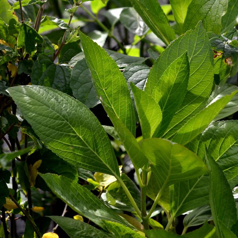 Hibisco-da-síria Lavender Chiffon - Hibiscus syriacus (Folhagem)