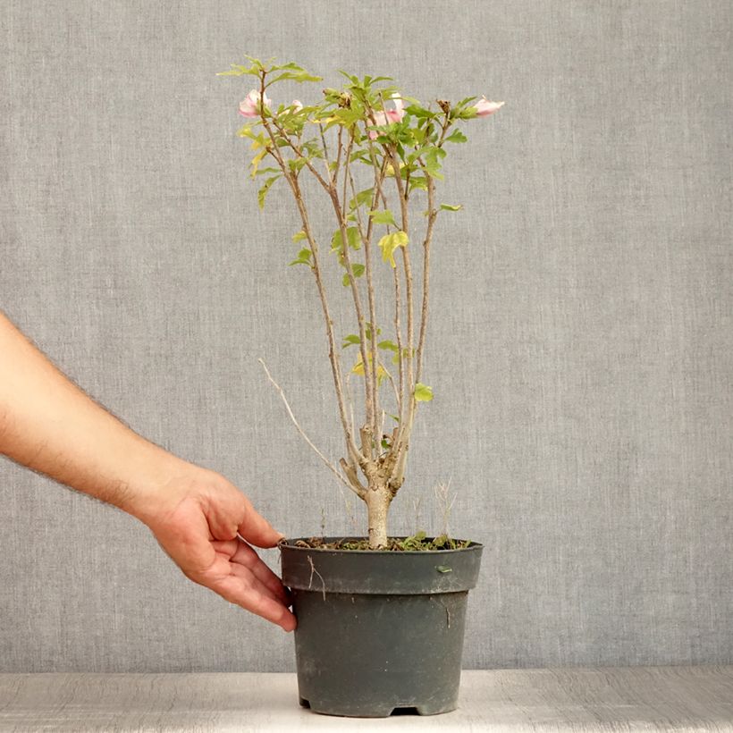 Amostra de Hibisco-da-síria Leopoldii - Hibiscus syriacus Vaso de 2 L/3 L tal como entregue no verão
