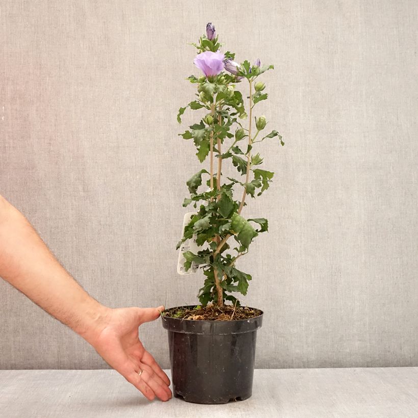 Amostra de Hibisco-da-síria Oiseau Bleu (Marina) - Hibiscus syriacus Vaso de 2 L/3 L tal como entregue no verão