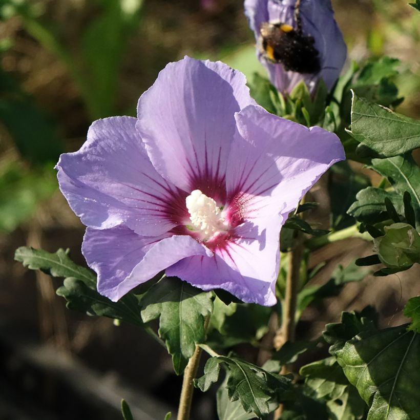 Hibisco-da-síria Oiseau Bleu (Marina) - Hibiscus syriacus (Floração)