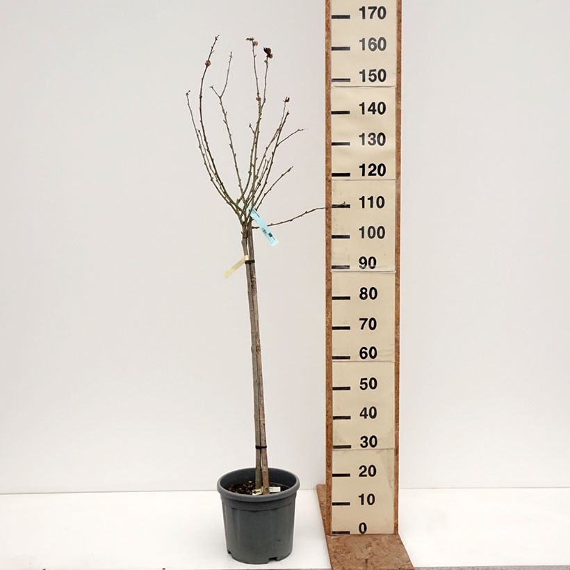 Amostra de Hibisco-da-síria Oiseau Bleu (Marina) - Hibiscus syriacus Vaso de 7,5 L/10 L, Meia haste tal como entregue no inverno