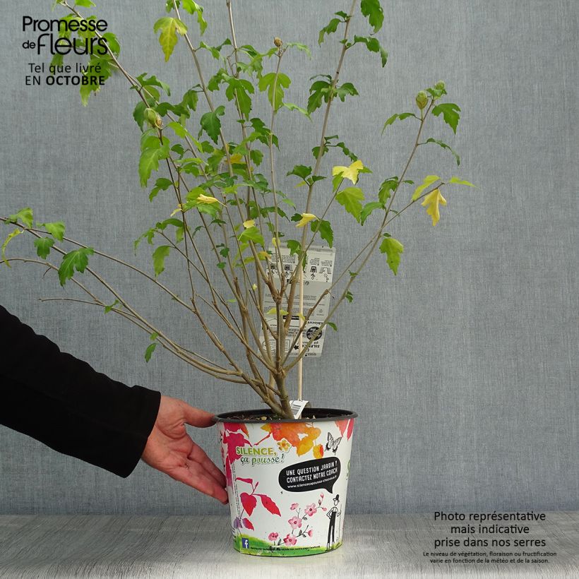 Amostra de Hibisco-da-síria Pinky Spot - Hibiscus syriacus Vaso de 4 L/5 L tal como entregue no outono