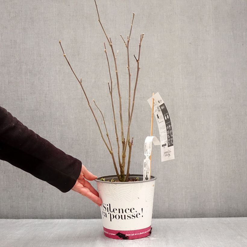 Amostra de Hibisco-da-síria Pompei - Hibiscus syriacus Vaso de 4 L/5 L tal como entregue no inverno