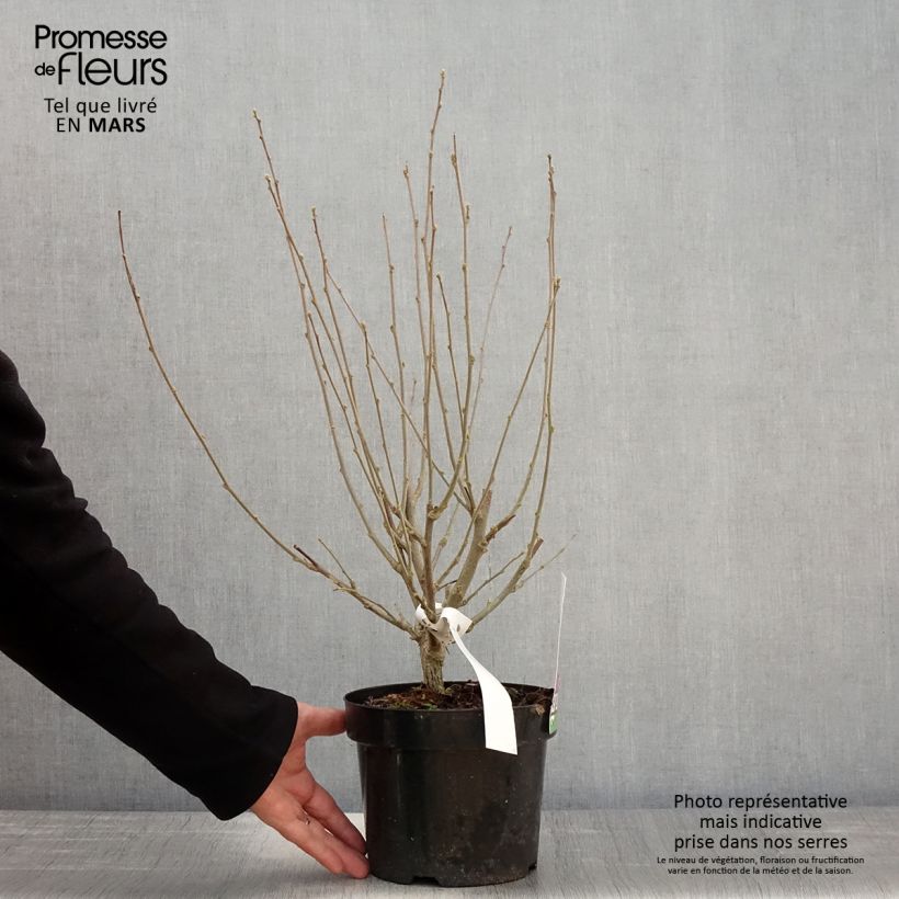 Amostra de Hibisco-da-síria Purple Ruffles - Hibiscus syriacus Vaso de 3 L/4 L tal como entregue na primavera