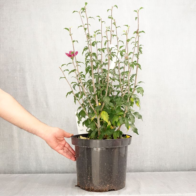 Amostra de Hibiscus syriacus Purple Ruffles - Althea double pourpre Vaso de 7,5 L/10 L tal como entregue no outono