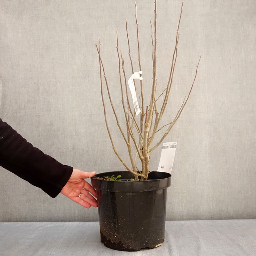 Amostra de Hibisco-da-síria Purple Ruffles - Hibiscus syriacus Vaso de 7,5 L/10 L tal como entregue no inverno