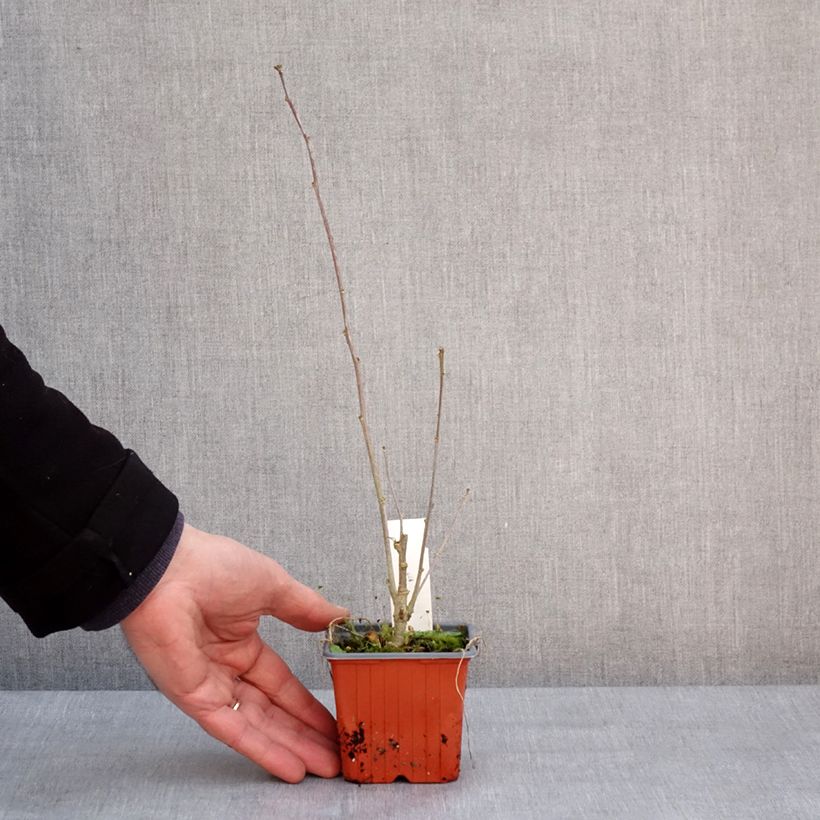 Amostra de Hibisco-da-síria Red Heart - Hibiscus syriacus Vaso de 8/9 cm tal como entregue no inverno