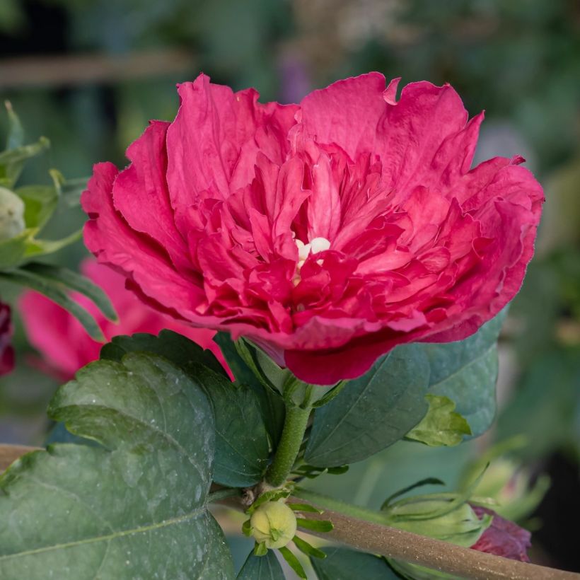 Hibisco-da-síria Ruby Chiffon - Hibiscus syriacus (Folhagem)
